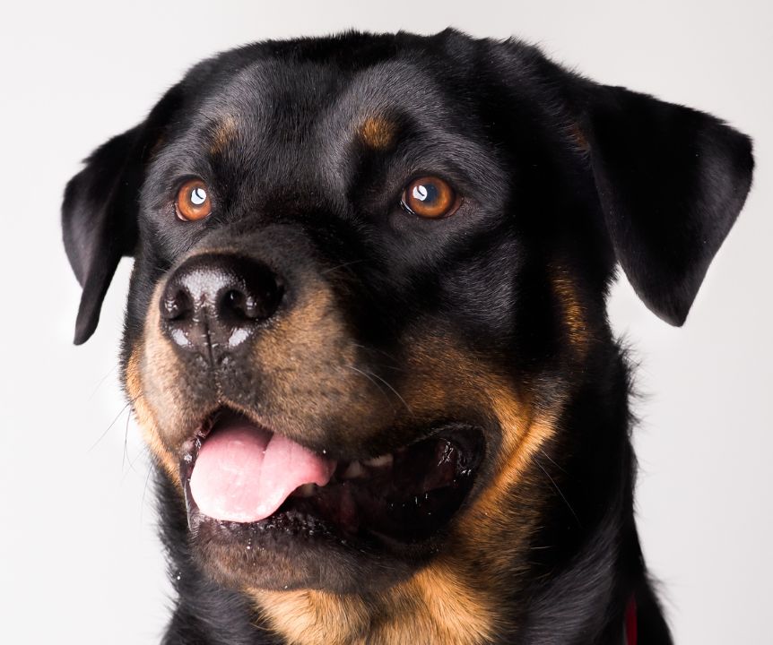 dog3